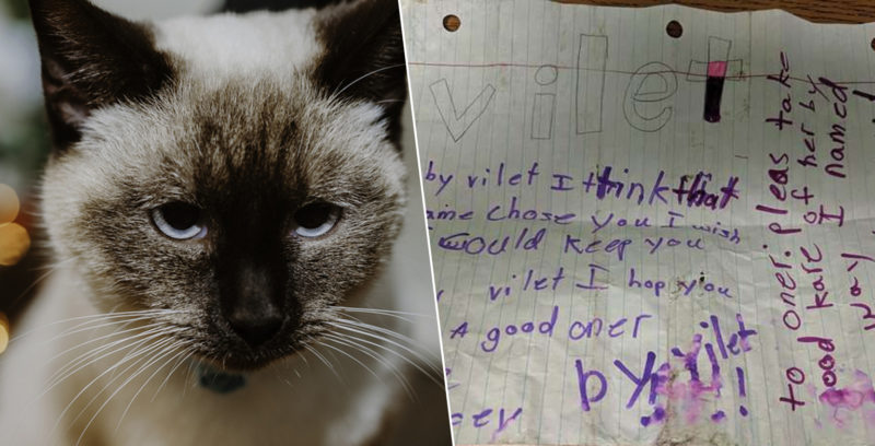 cat-with-note